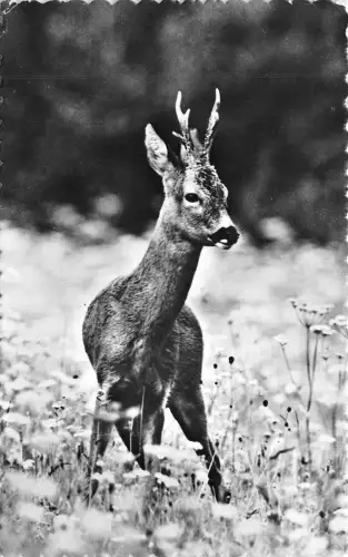 BR44118 Hirsch Cerf Tier