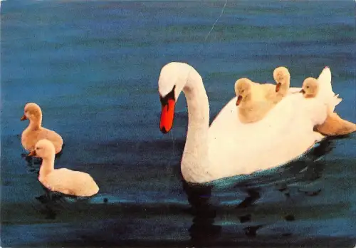 BR71951 Cygne Swan Stop Animal Animaux