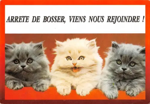 BT9199 arrete de bosser viens nous rejoindre cat chat cub france animal animaux