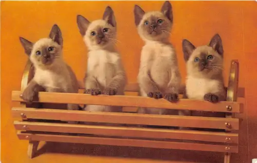 Lot201 Katze Kätzchen Tier UK