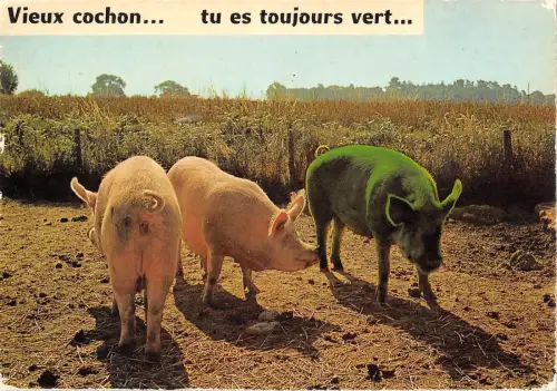 BT9259 vieux cochon tu es toujours vert pig couchon animal animaux