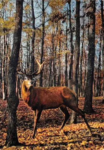 BR44120 Hirsch Cerf Tier