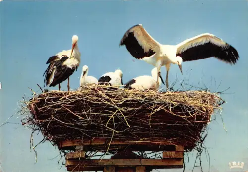 BR72003 Elsass Storch nid de cigognes a muttersholtz france animaux