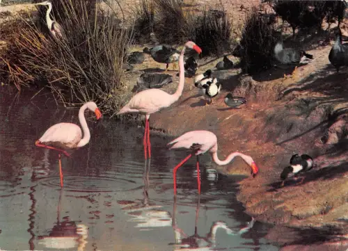 BR71999 en camargue flamants roses flamingos france animal animaux
