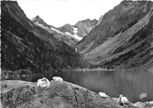 BF38790 cauterets le lac de gaube Ziege chevre Tier Animaux