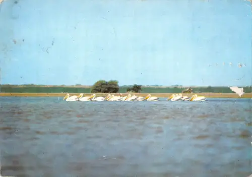 BR71852 Pelikane delta dunarii roamnia animal animaux