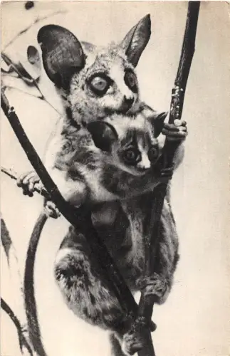 BF39453 maki lemur france animaux
