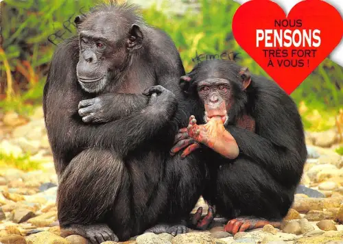 BT9192 nous pensons tres fort a vous france monkey singe animaux