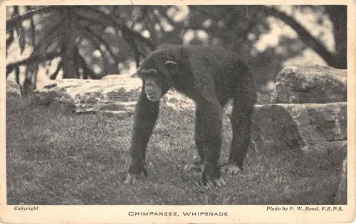 Lot221 Schimpanse Peitschen Zoo UK Tier