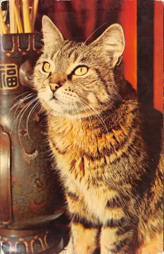 Br43966 Katzenplaudertier