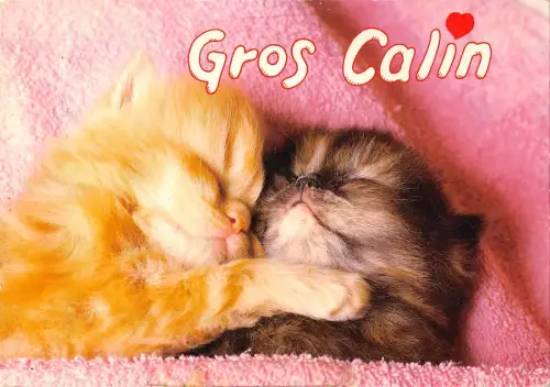 BT9198 Cat Chat Gros Calin Cub Animal Animaux