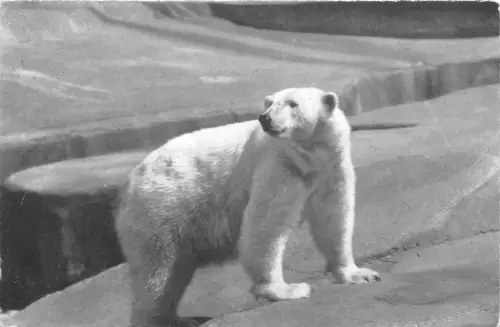 BF39400 Weißbär Unser Tier Animaux