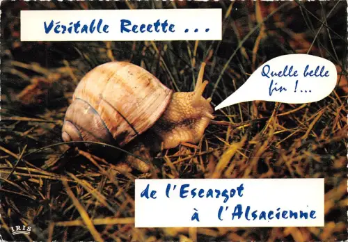 BR44121 Schnecke Escargot Tier