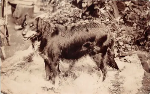 Lot218 Echtfoto Hund Tier UK