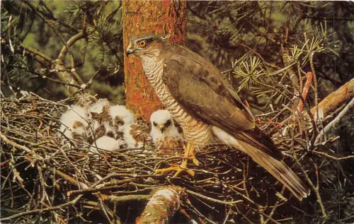 Lot220 Spatz Falke mit Küken auf Nesttier UK