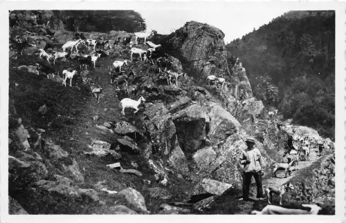 BF38802 paturage dans les vosges goat chevre animal animaux