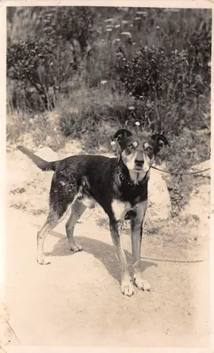 Lot362 Hund Tier Echtfoto