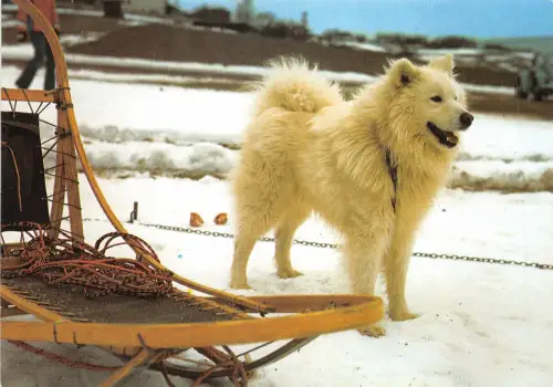 Lot232 Husky Tier Hund