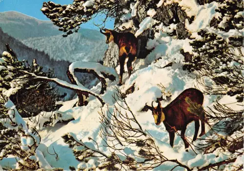 Lot231 Gemse Alpine Schwarze Ziege Deutschland Tier