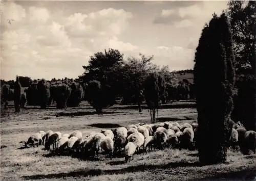 BG452 Schaf Mouton Animaux Tier CPSM 14x9,5cm Germany