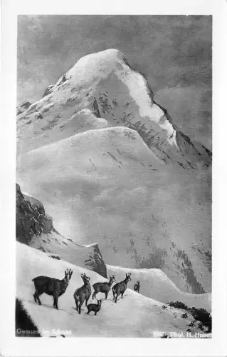 B56223 Animaux Tiere Gemsen in SCneo Chevre Ziege Deutschland