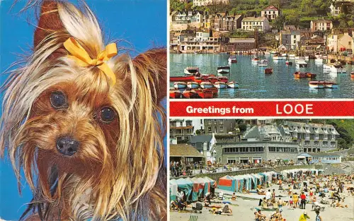 uk28271 greetings from looe uk dog