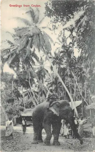 Lot162 Grüße von Ceylon Sri Lanka Elefantenarten
