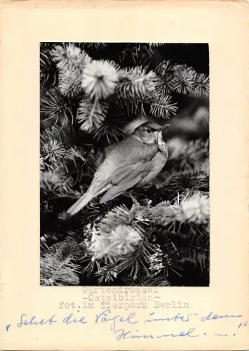 B98514 deutschland echtfoto berlin oiseau vogel tiere animaux