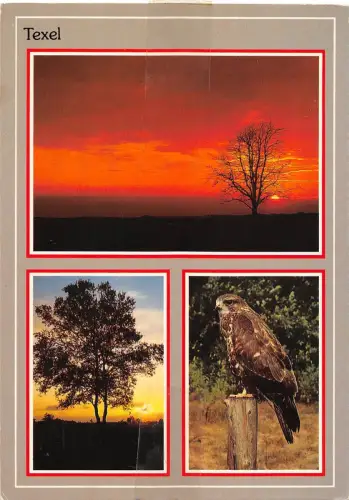 BT9395 Tiere Animaux Eule Chouette