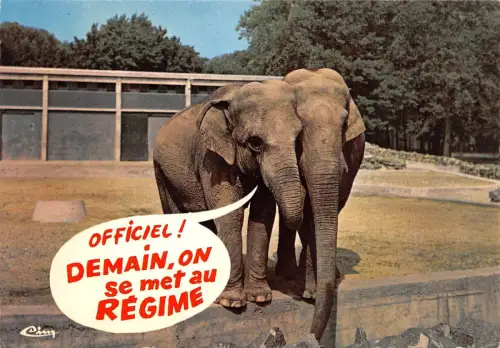 Br43916 Elefanten tu me trompes animaux Tiere