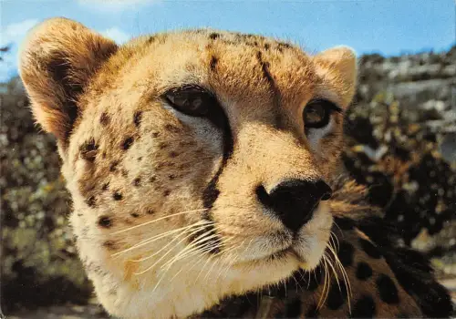 BT9380 Tiere Animaux Guepard