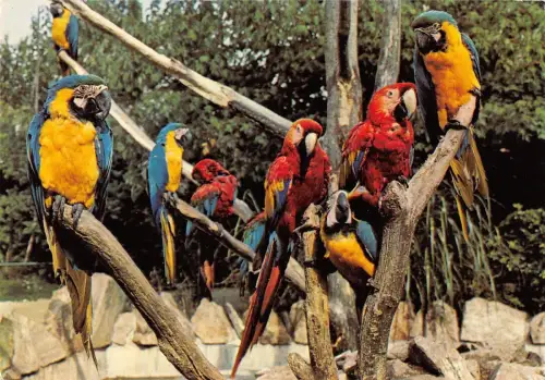 BT9325 Tiere Animaux Papageien