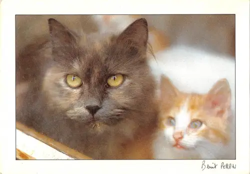 BT9354 Tiere Animaux Katze Chat