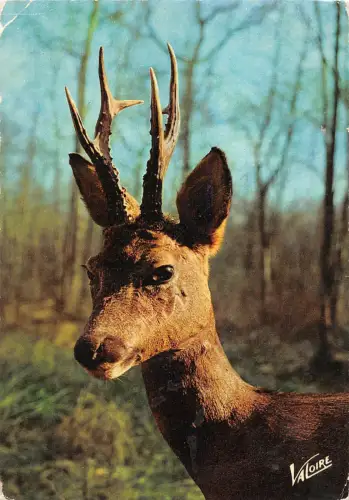BT9274 Tiere Animaux Hirsch Cerf