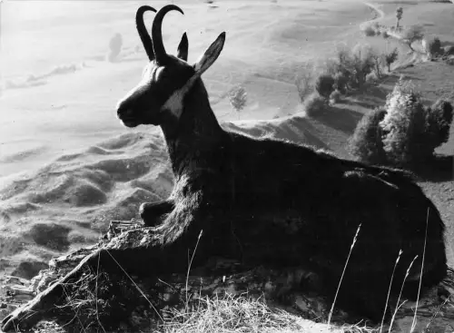 BT9271 Tiere Animaux Gämse