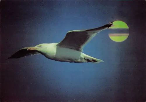 BT9319 Tiere Animaux Möwenmouette