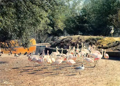 BT9275 Tiere Animaux Flamingos