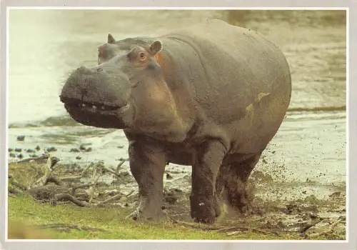 BT9430 Tiere Animaux Nilpferd