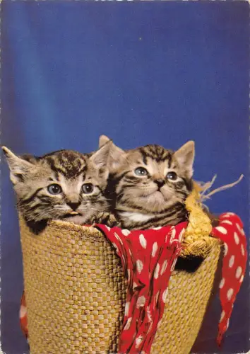 B98546 Katze Chat Tiere Animaux