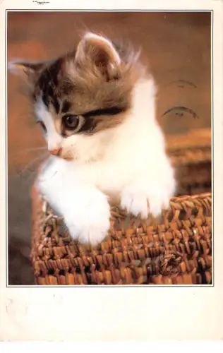 BT9401 Tiere Animaux Katze Chat