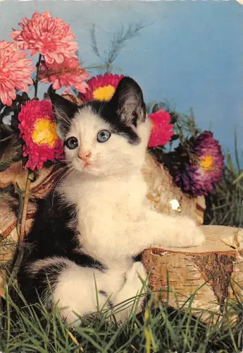 BT9425 Tiere Animaux Katze Chat