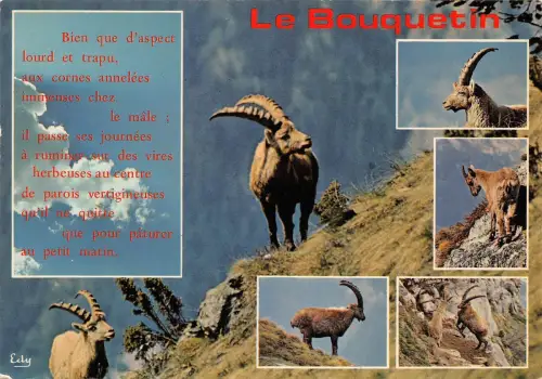 BR44070 Le Bouquetin chevre Ziege Frankreich Animaux Tiere