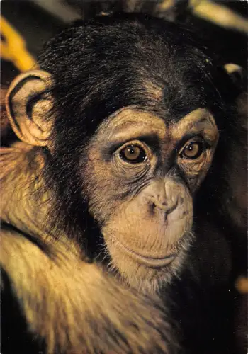 BT9314 Tiere Animaux Affe Singe