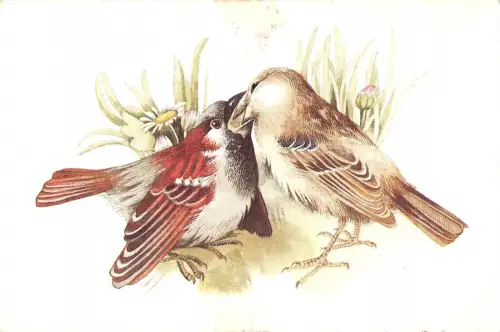 BT9428 Tiere Animaux Vögel Oiseaux