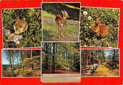 BT9409 Tiere Animaux