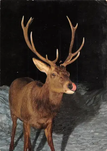 BR56424 Cerf liebe Animaux Tiere