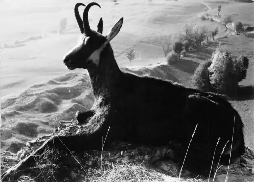 BR44034 Gämse La chevre Ziege Animaux Tiere