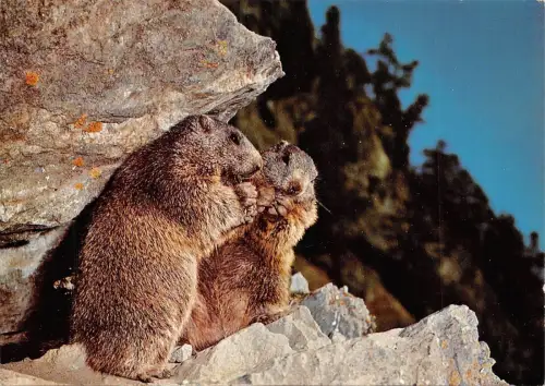 Br43915 Marmotte Murmeltier Animaux Tiere