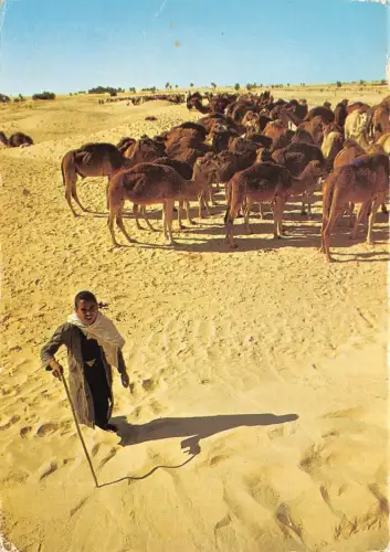 Br43907 le sahara troupeau de chameaux camel animaux Tiere