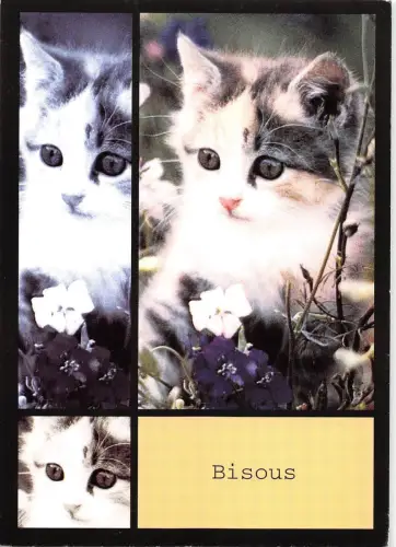 BT9370 Tiere Animaux Katzen Chats 5